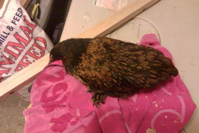 29542_chicklet1.jpg