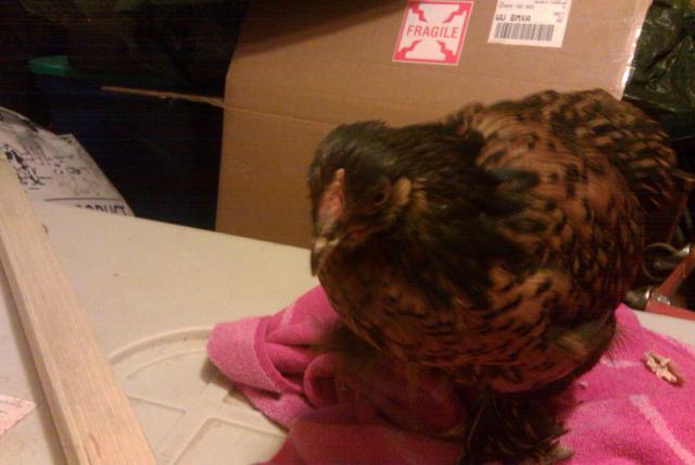 29542_chicklet2.jpg