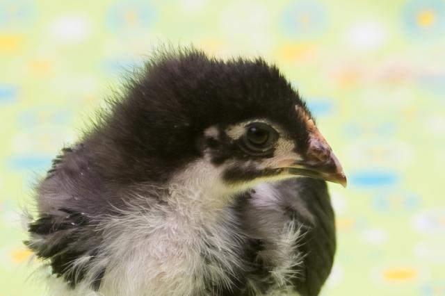 29542_muppet4may11-2.jpg