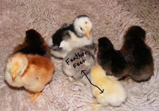 29543_chicks1.jpg