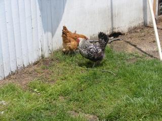 29543_hens1.jpg