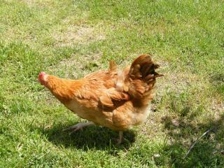 29543_hens2.jpg