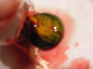 29543_yolk2.jpg