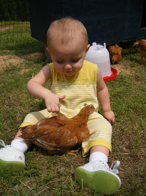 29579_chickens_007.jpg
