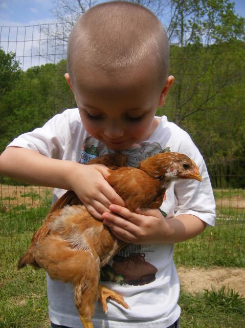 29579_chickens_009.jpg