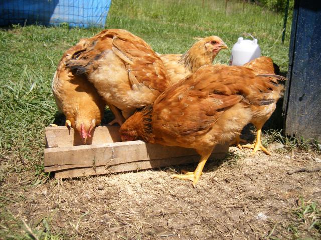 29579_new_chicks_007.jpg