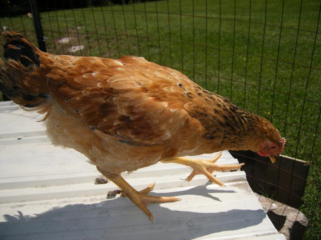 29579_new_chicks_010.jpg