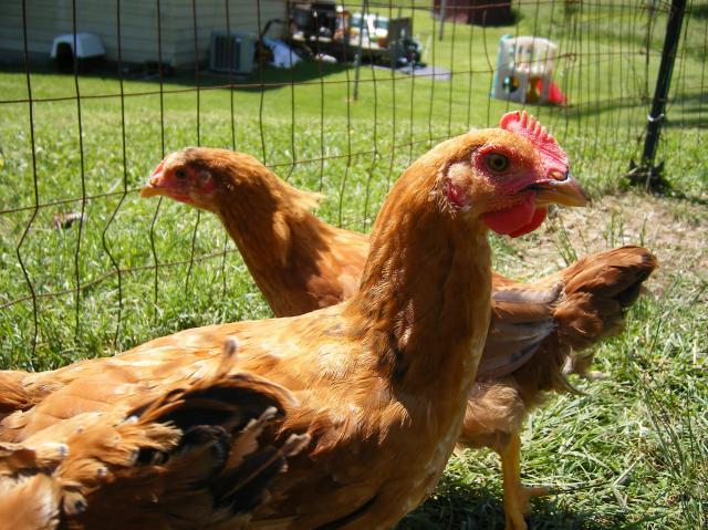 29579_new_chicks_015.jpg