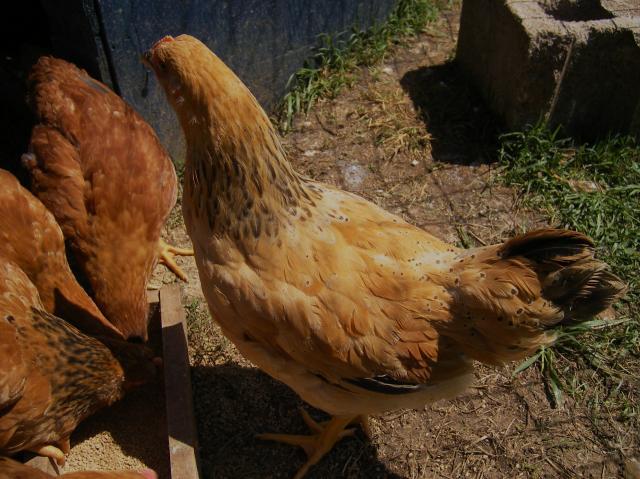 29579_new_chicks_018.jpg