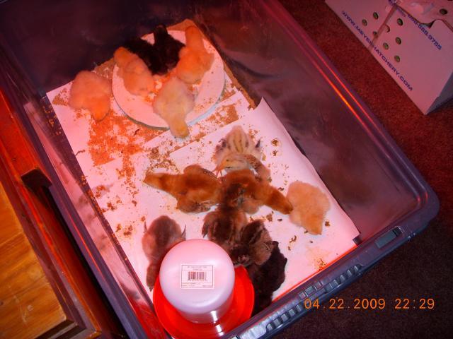 29593_dscn0436.jpg