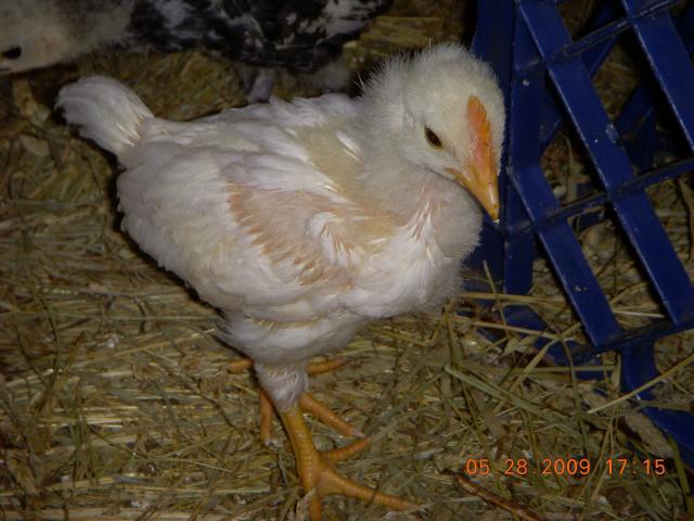 29593_picture_001.jpg