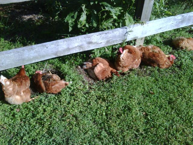29628_blackberry_photos_026.jpg