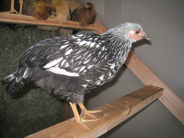 29634_chicken2.jpg