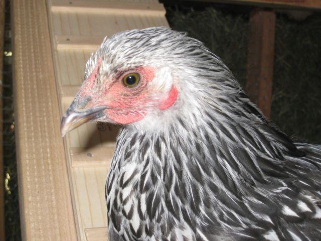29634_chicken3.jpg
