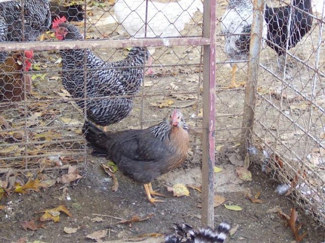 29644_chickens_007.jpg