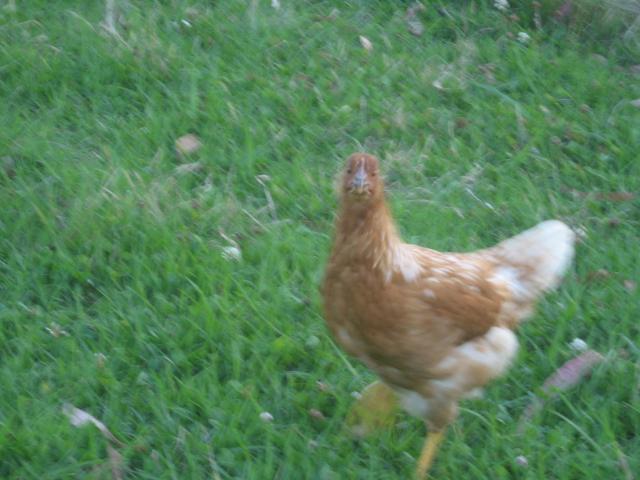 29656_chookins_018.jpg