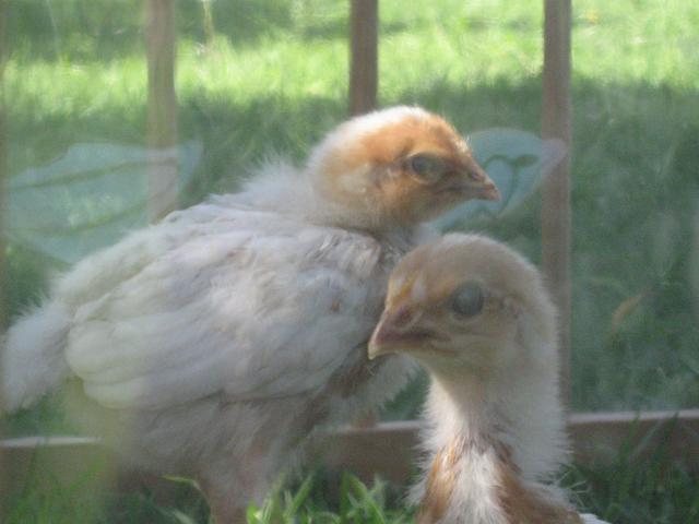 29656_ginger_and_angelina.jpg