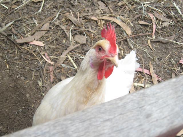 29656_pearl_5.jpg