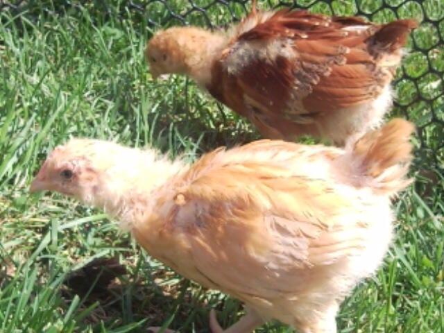 29665_red_and_chics3.jpg
