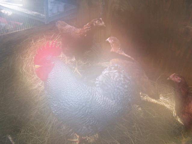 29682_2006_0206rooster0005.jpg