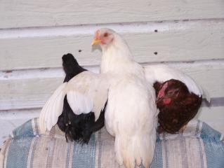 29682_mychickshugging_001.jpg