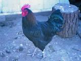 29683_roo1.jpg
