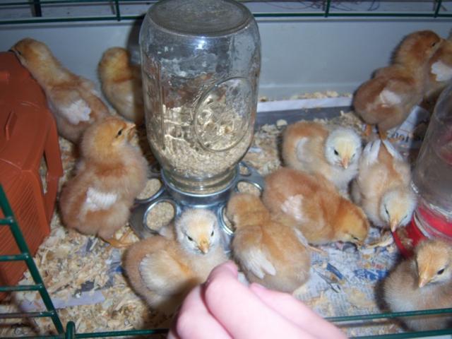29687_2009_04_29_101.jpg