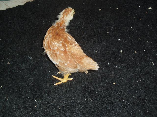 29704_chickens_4-5_weeks_old_005.jpg