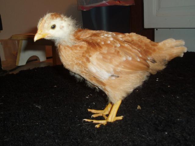 29704_chickens_4-5_weeks_old_008.jpg