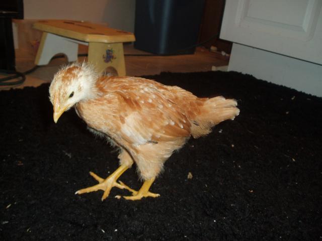 29704_chickens_4-5_weeks_old_011.jpg