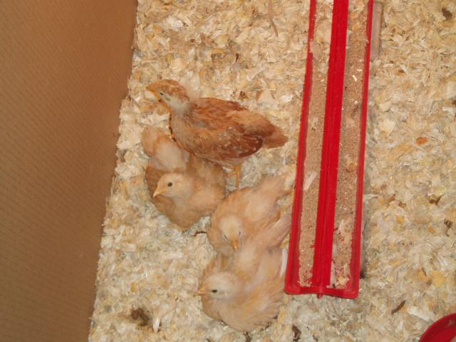 29704_chickens_at_4_weeks_006.jpg
