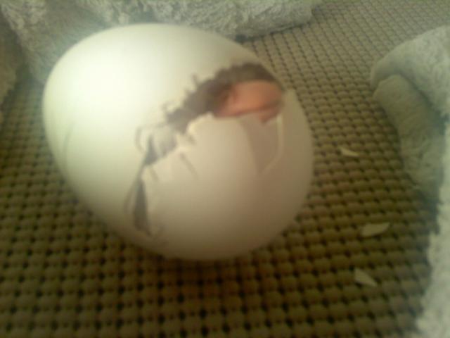 29735_sebbi_egg_chipped.jpg