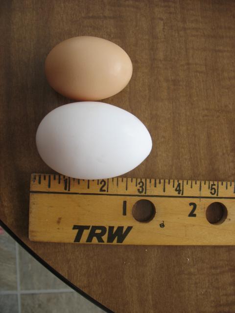 29737_giant_egg_002.jpg