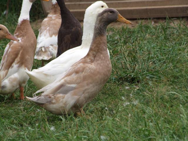 29737_gradducks_036.jpg