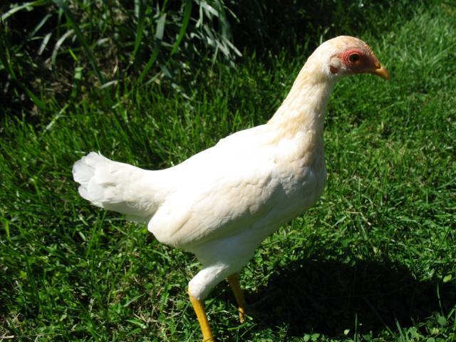 29737_tinywhitehen_003.jpg