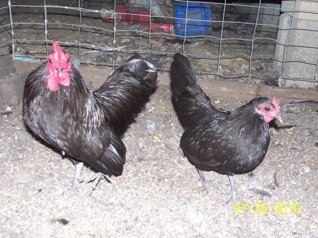 29766_black_japs_006.jpg