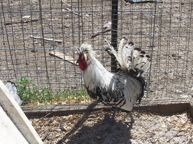 29766_chickens_002.jpg