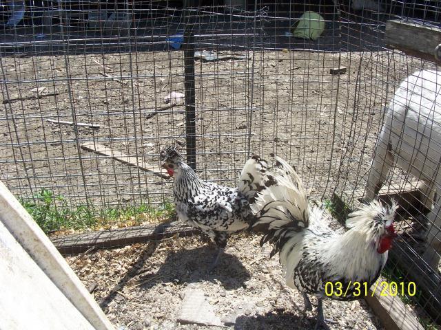 29766_chickens_003.jpg