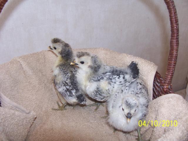 29766_chicks_003.jpg