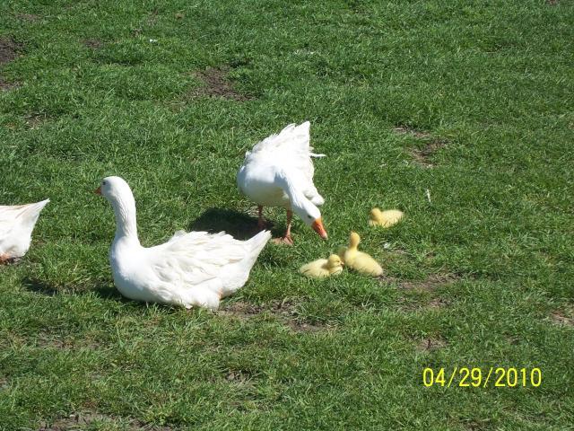 29766_geese_family_003.jpg