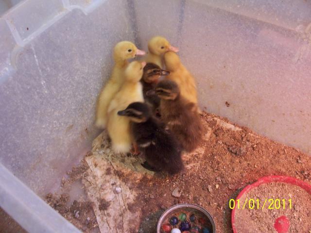 29766_nyd_ducks_003.jpg