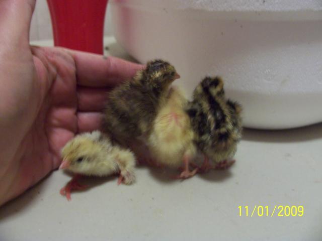 29766_oct_swap_quail_001.jpg