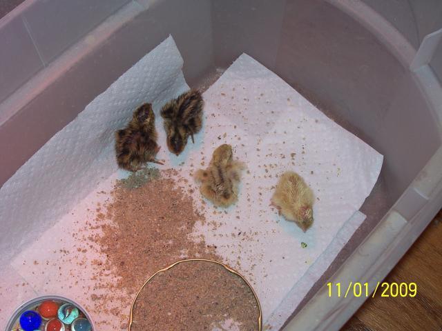 29766_oct_swap_quail_005.jpg