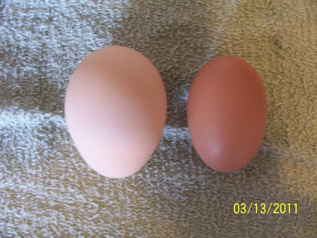 29766_peacockegg_001.jpg