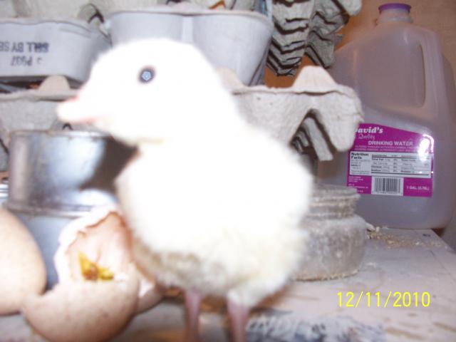 29766_poults_002.jpg