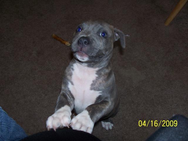 29766_pups_april_09_002.jpg