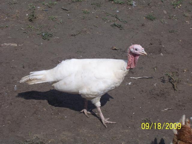 29766_turkey_001.jpg