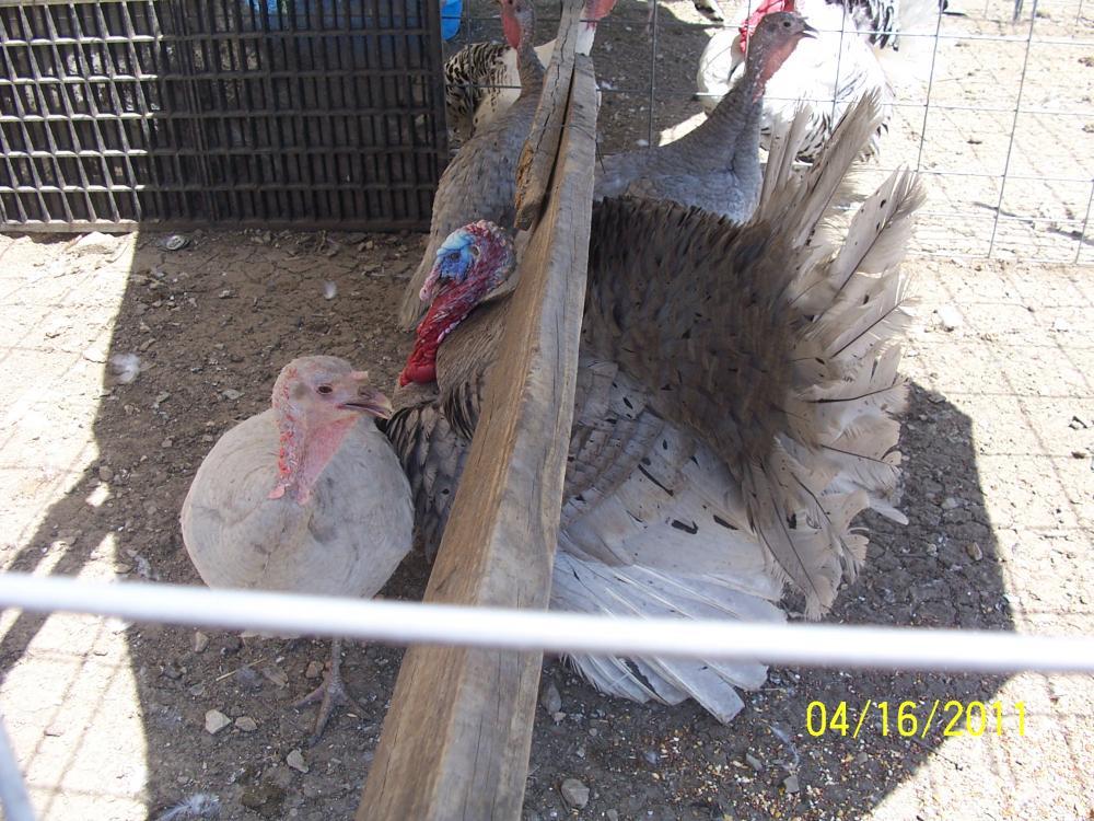 29766_turkeys_breeders_001.jpg