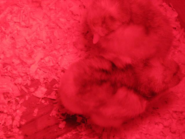 29775_picture_027.jpg