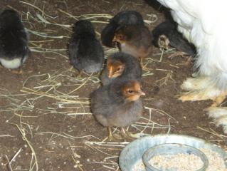 29821_2010_chicks_010b.jpg